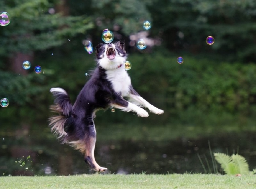 border collie bańki